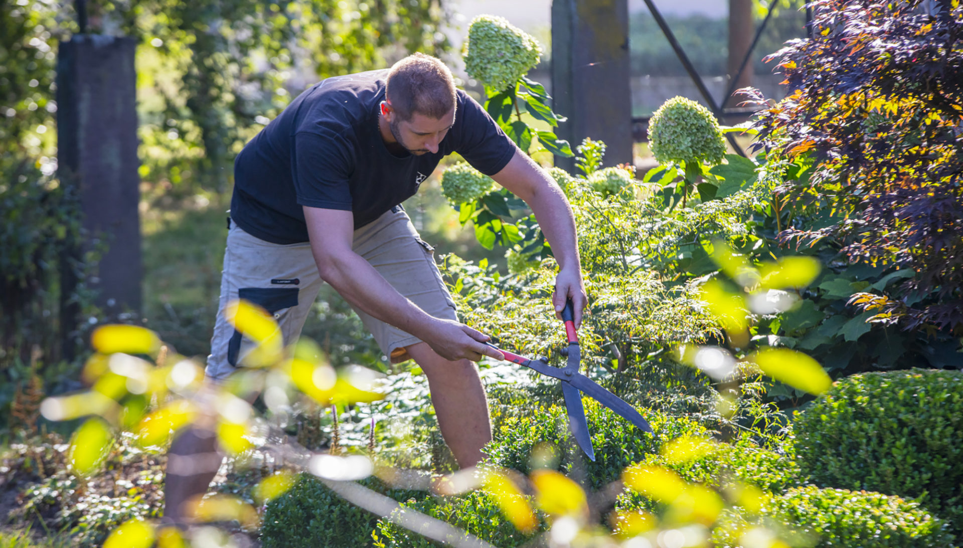 homme taillant un buisson