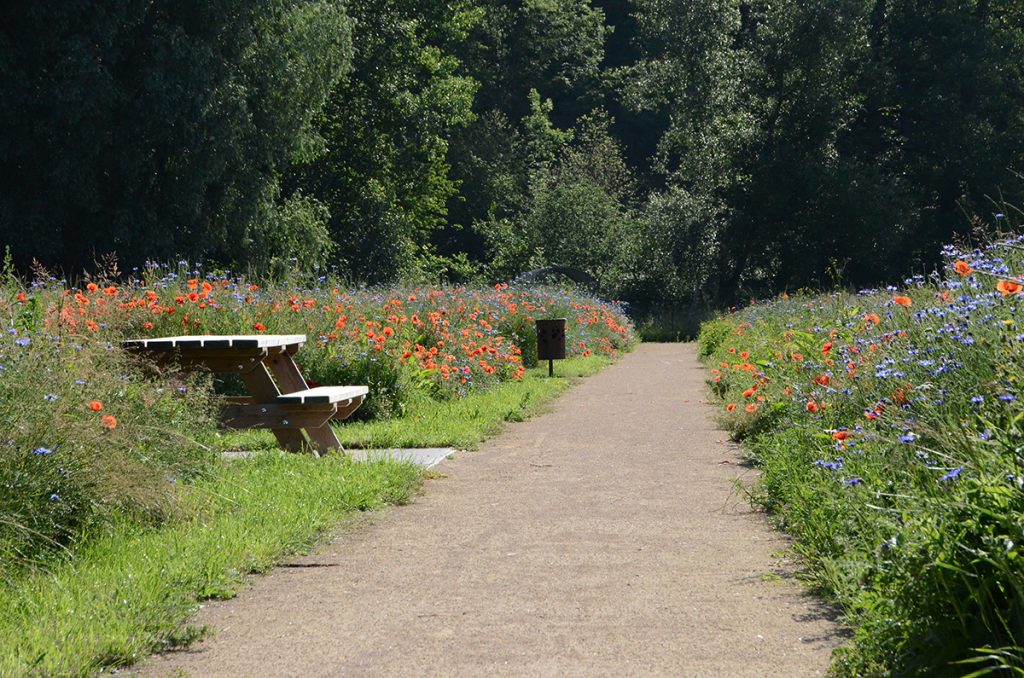 chemin avec de la végétation