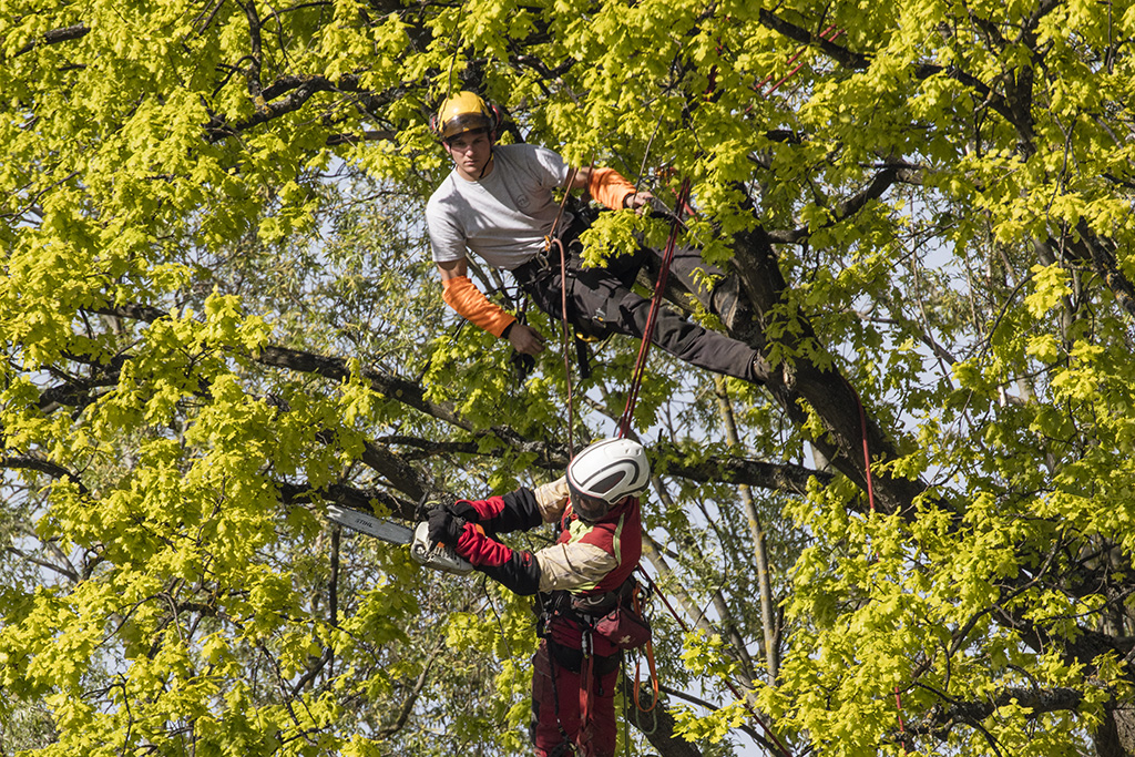 élagueurs dans un arbre