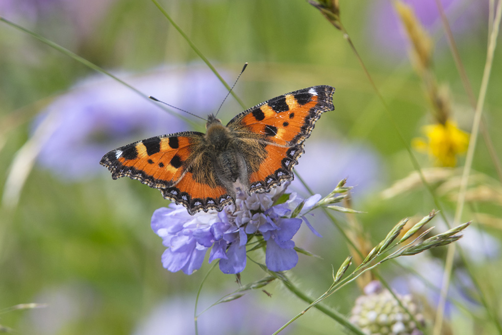 papillon sur une fleur