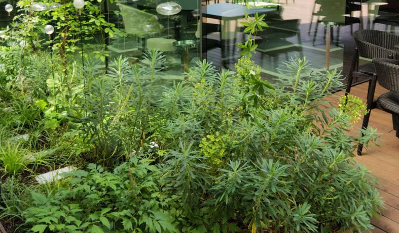 terrasse végétalisée