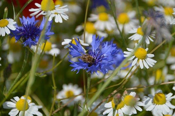 Parc d'activité Joffre