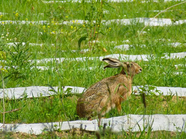 Ligne grande vitesse