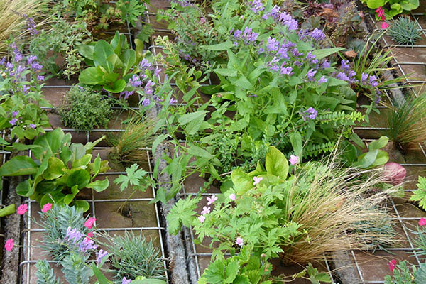 Mur végétalisé de l'ENA