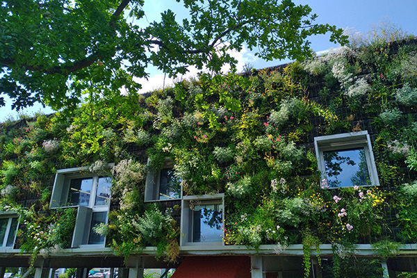 Mur végétalisé du CROUS