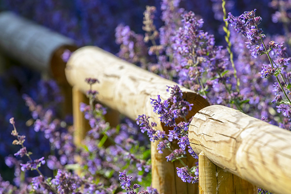 rembardes en bois et fleurs