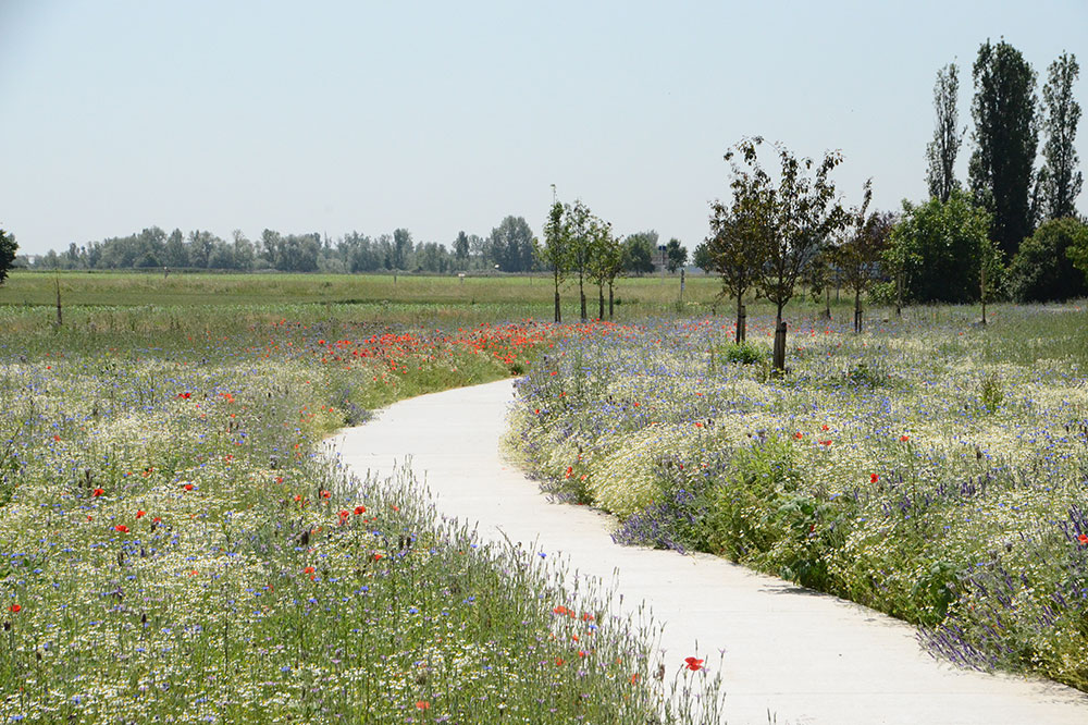 allée entourée de fleurs