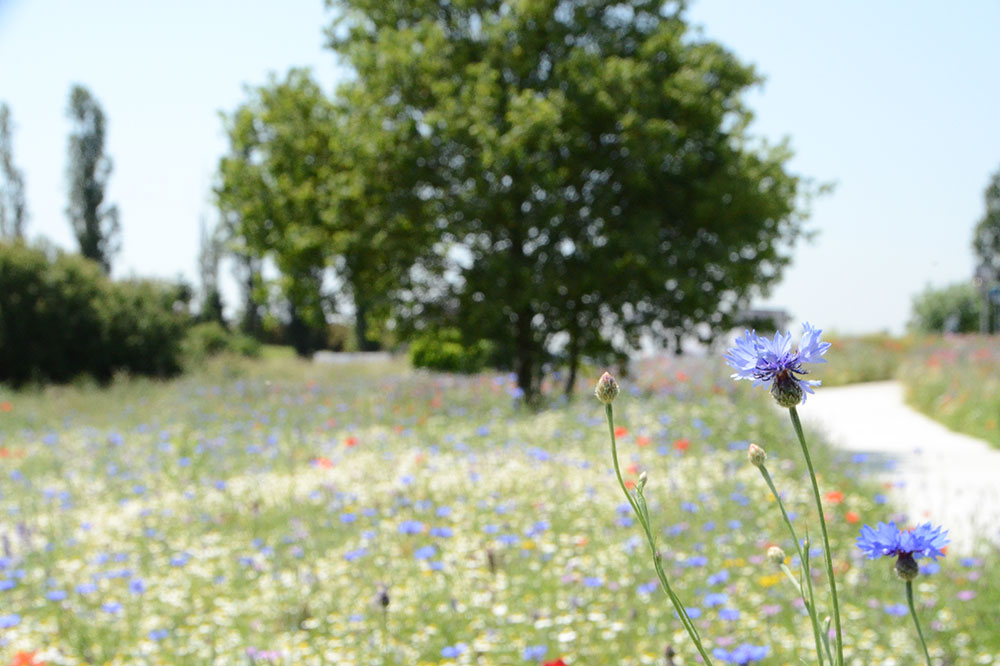 gros plan sur des fleurs