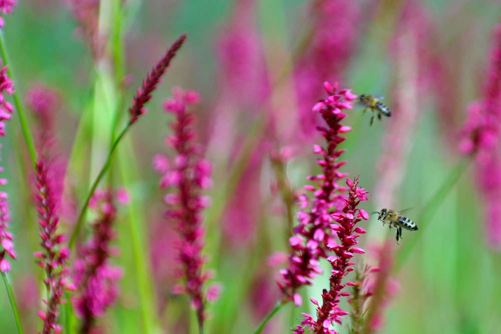 gros plan sur des fleurs et insectes