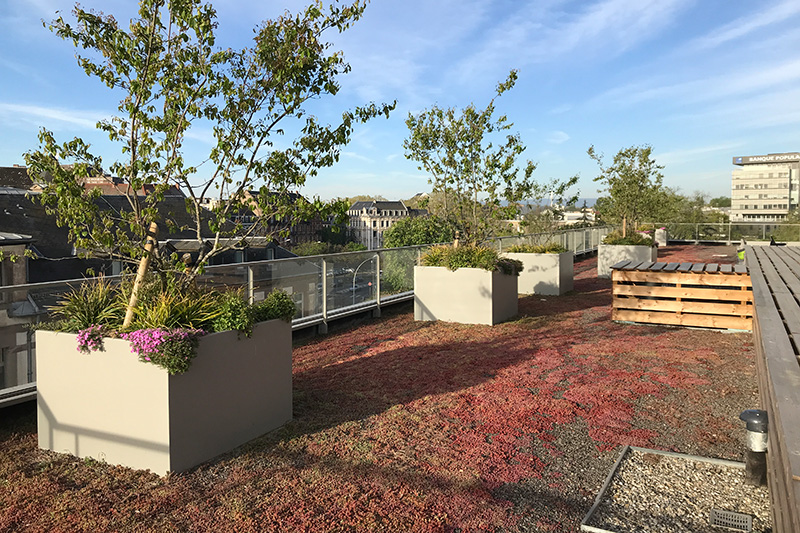 terrasse végétalisée