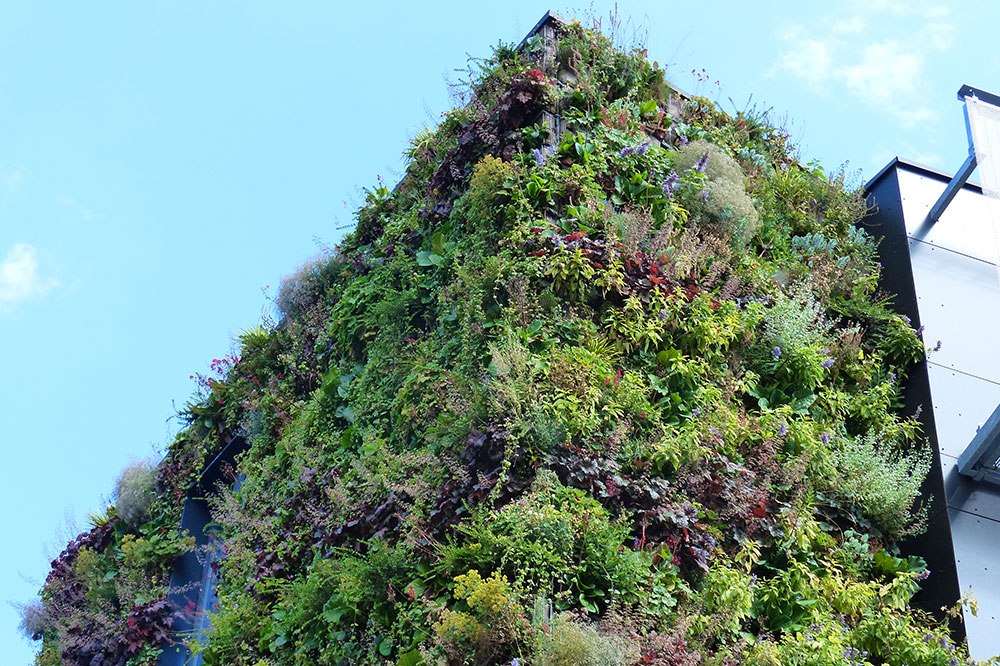mur végétalisé