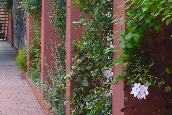 végétalisation du mur