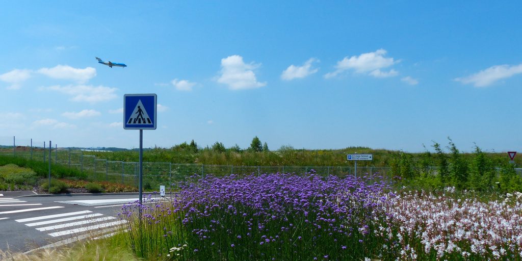 avion survolant des fleurs