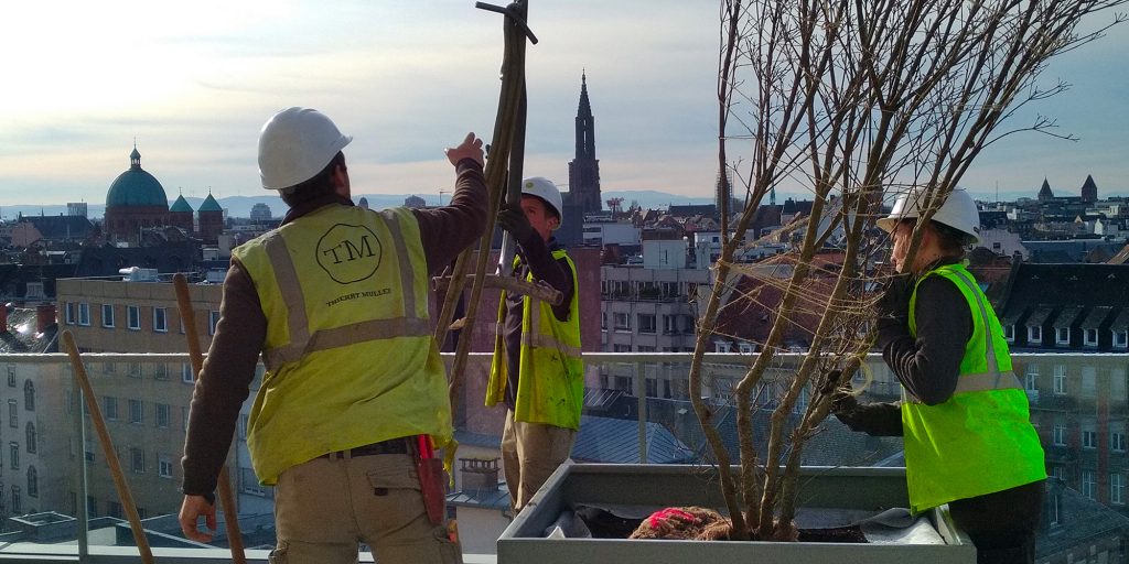 installation d'arbres