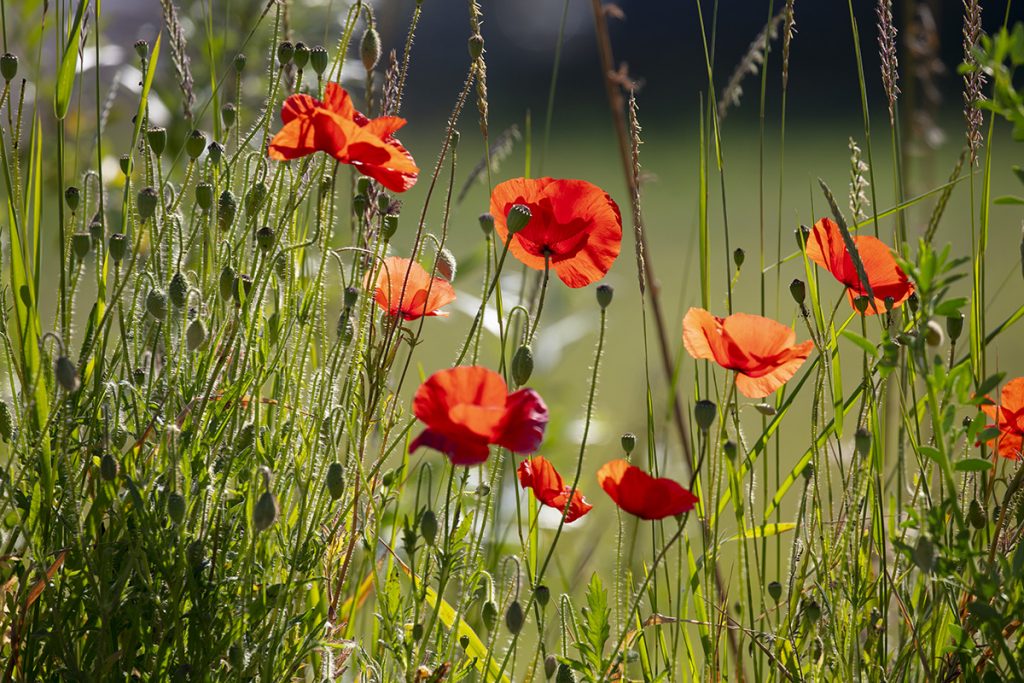 coquelicots