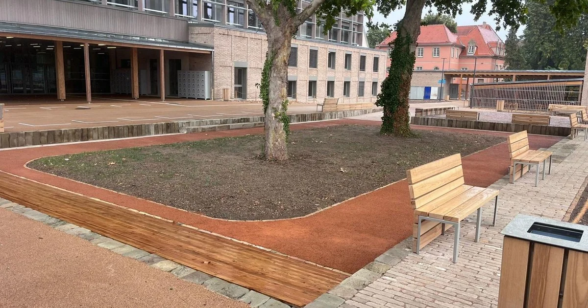 Fosses de plantation préparées autour des platanes centenaires du collège du Neuhof, prêtes pour les plantations d'hiver